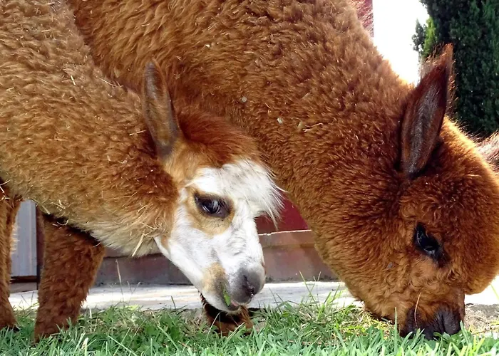 Fabelhaftes 8 Betten By Interhome * Pucciarelli